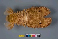 藏品(南極岩礁扇蝦)的圖片